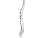 Vertebral Fractures